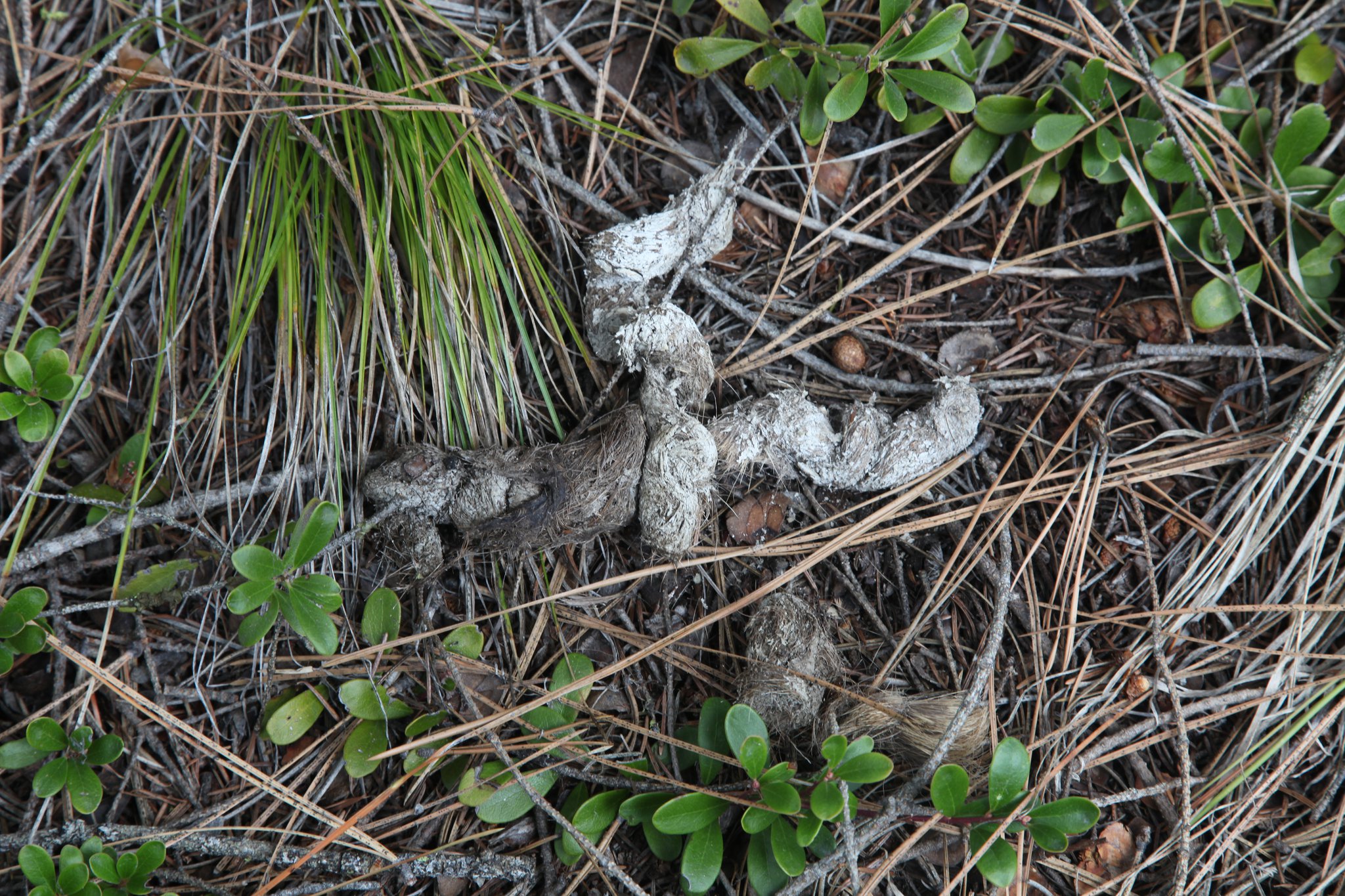 wolfscat wolfscat